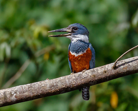 Ringed Kingfisher, female