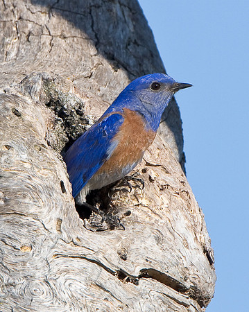 Western Bluebird, at nest