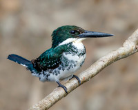 Green Kingfisher