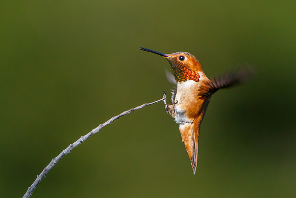 Allen's Hummingbird, landing