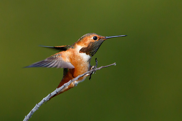 Allen's Hummingbird, landing