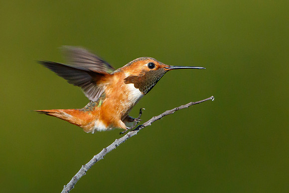 Allen's Hummingbird, landing