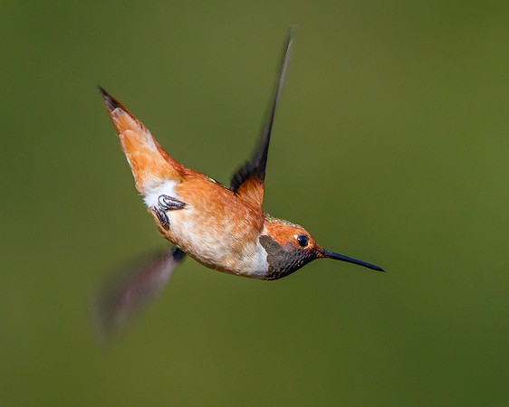 Allen's Hummingbird