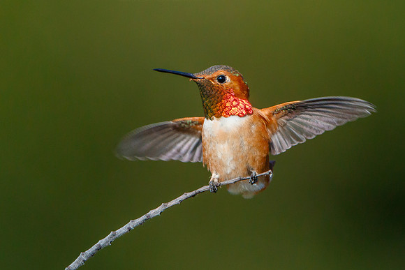 Allen's Hummingbird