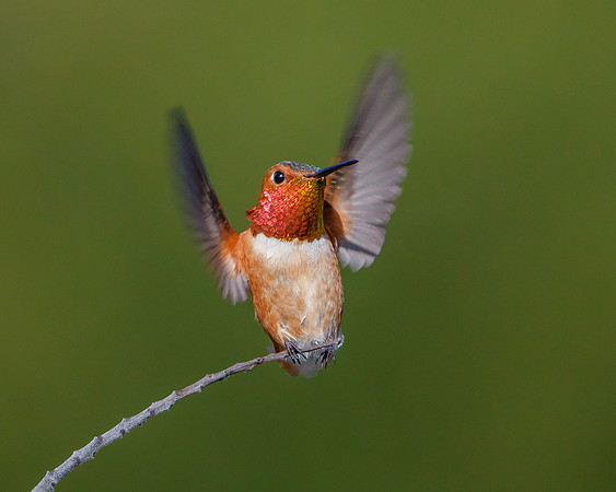 Allen's Hummingbird