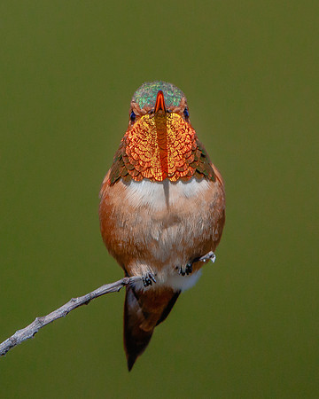 Allen's Hummingbird