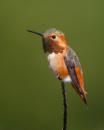 Allen's Hummingbird