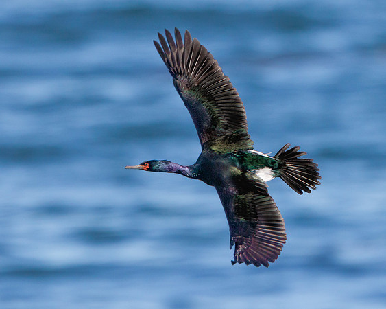 Pelagic Cormorant