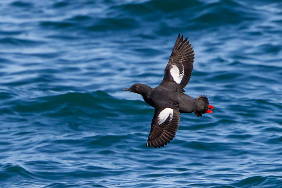 Pigeon Guillemot
