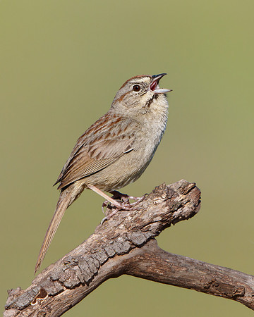 Rufous-crowned Sparrow