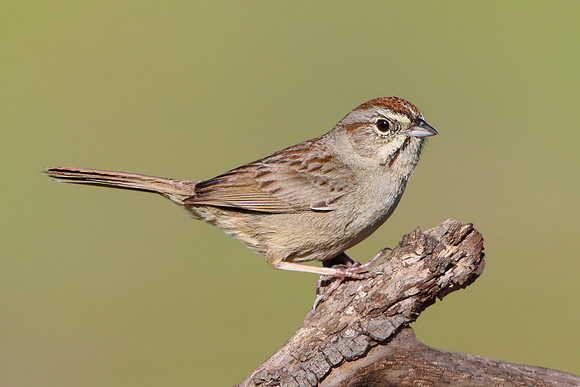 Rufous-crowned Sparrow