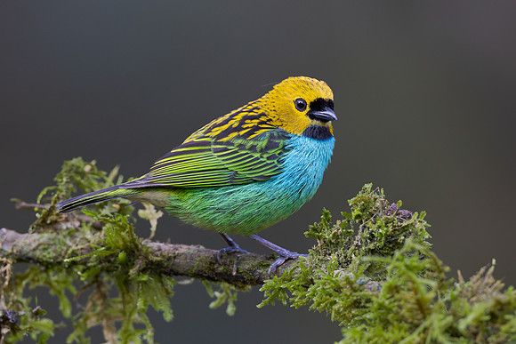 Gilt-edged Tanager
