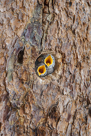 Mountain Bluebird nestlings