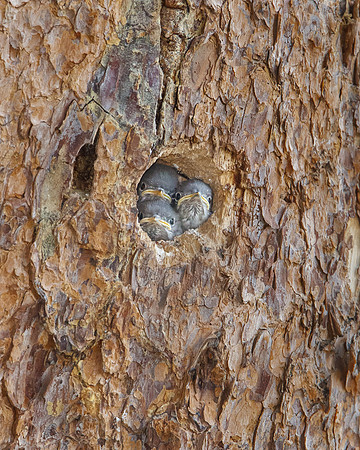 Mountain Bluebird nestlings