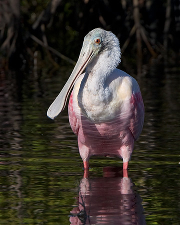 Roseate Spoonbill