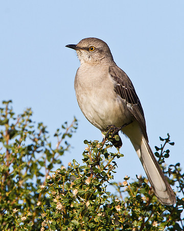 Northern Mockingbird
