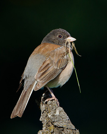 Dark-eyed Junco, with nest material