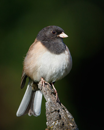 Dark-eyed Junco