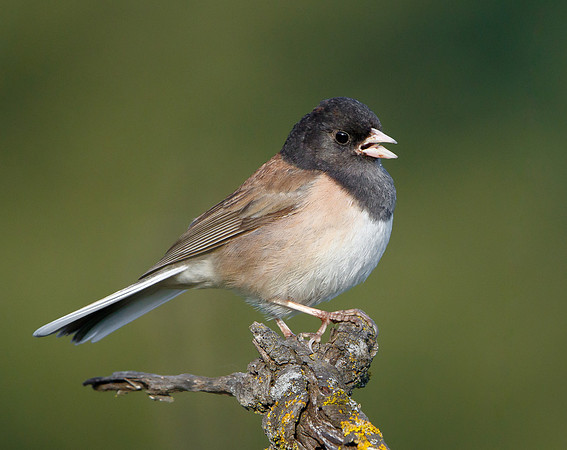 Dark-eyed Junco