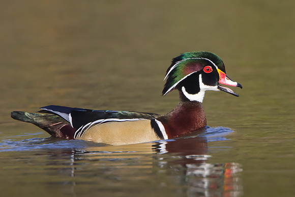 Wood Duck