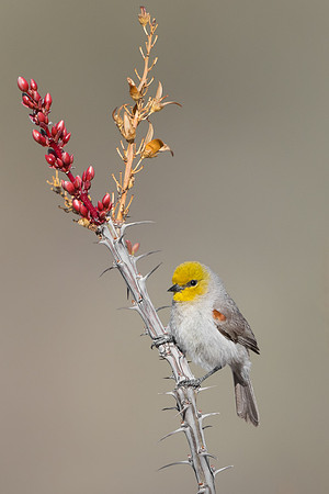 Verdin