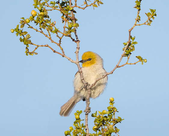 Verdin