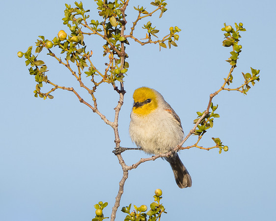 Verdin