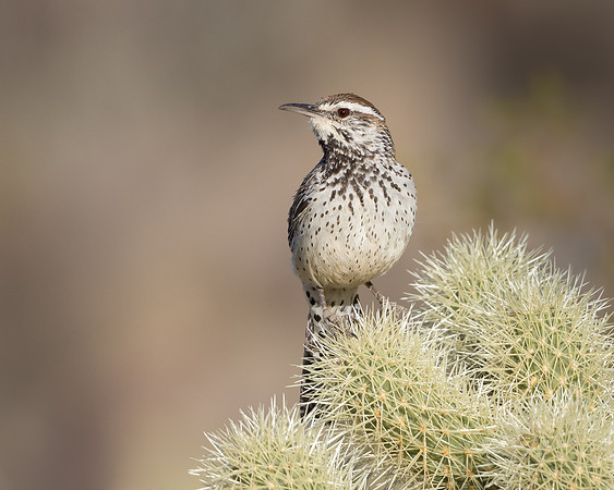 Cactus Wren