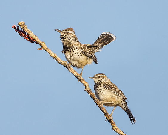 Cactus Wren