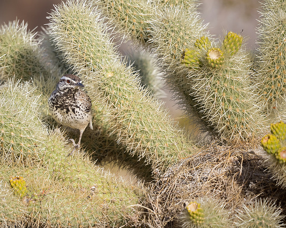 Cactus Wren & nest