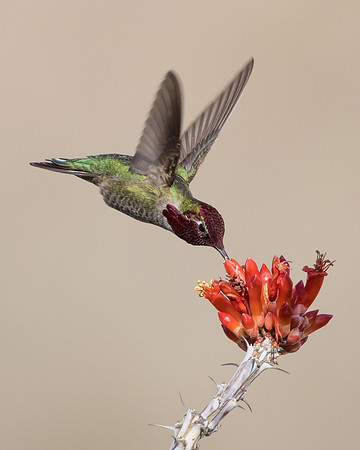 Anna's Hummingbird