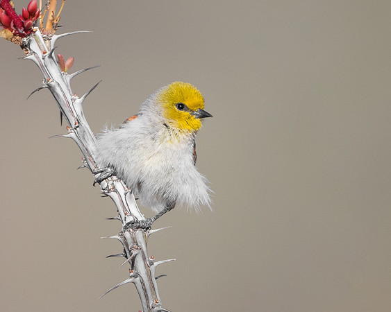Verdin