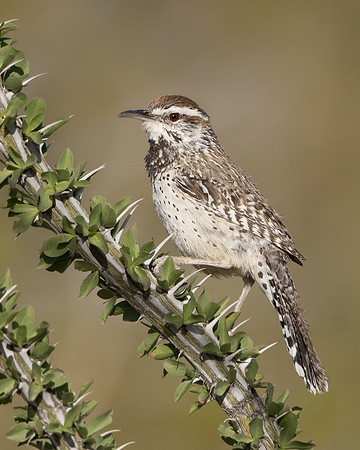 Cactus Wren