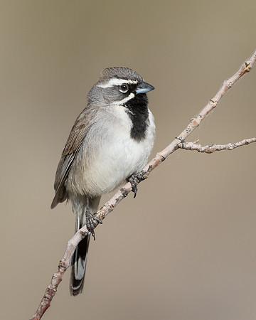 Black-throated Sparrow
