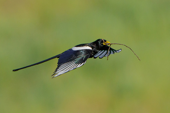 Yellow-billed Magpie, with nest material