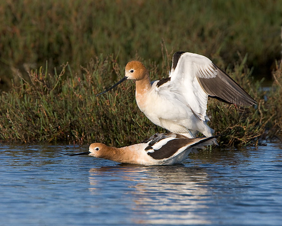 American Avocets, mating