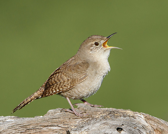 House Wren