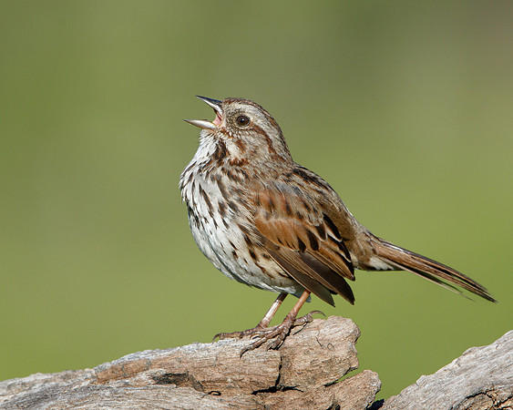 Song Sparrow