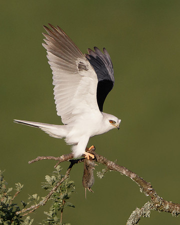Male White-tailed Kite, with prey
