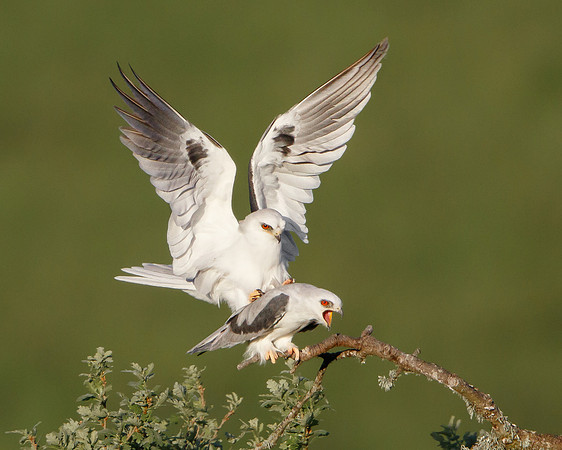 White-tailed Kites, mating
