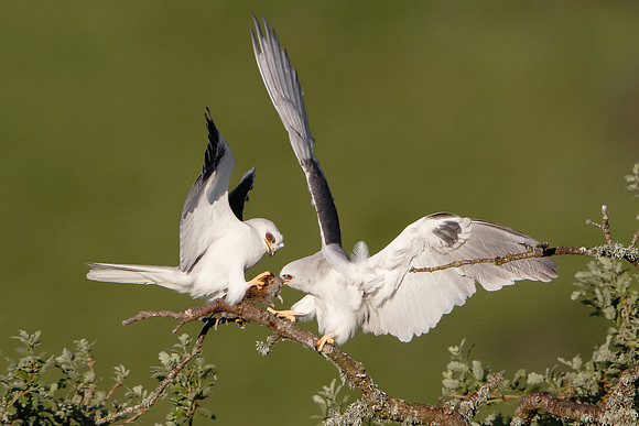 White-tailed Kites, food exchange