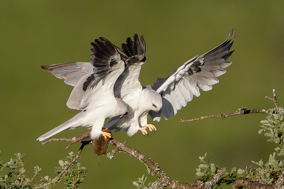 White-tailed Kites, courting pair