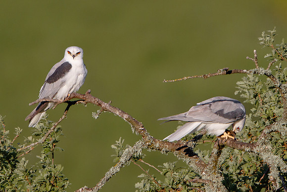 White-tailed Kites, feeding