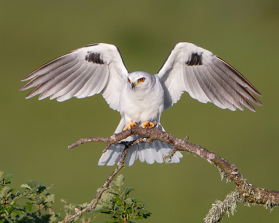 White-tailed Kite