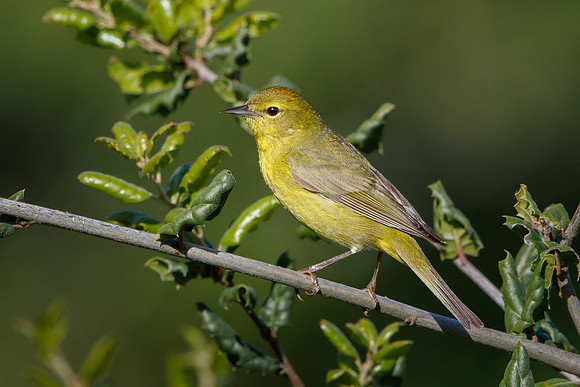 Orange-crowned Warbler