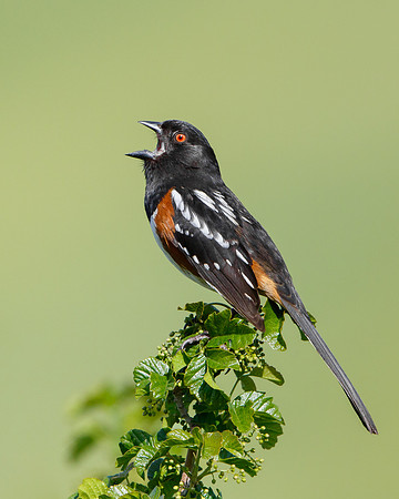 Spotted Towhee