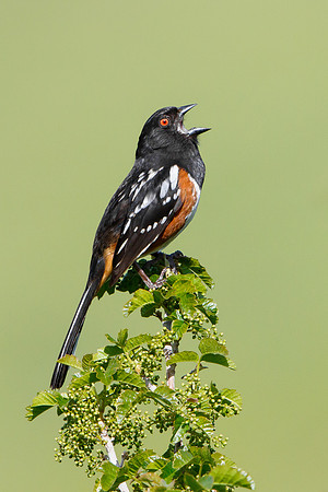 Spotted Towhee