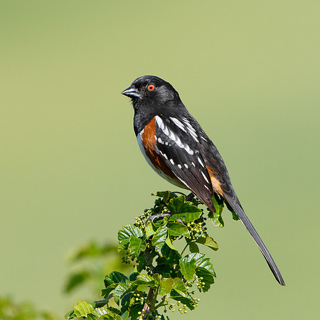 Spotted Towhee