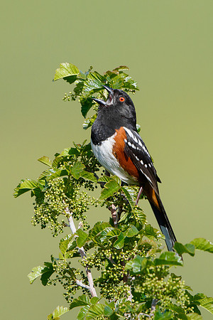 Spotted Towhee