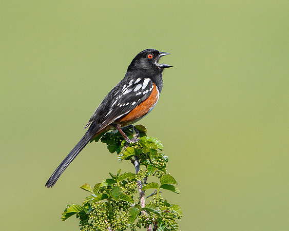 Spotted Towhee